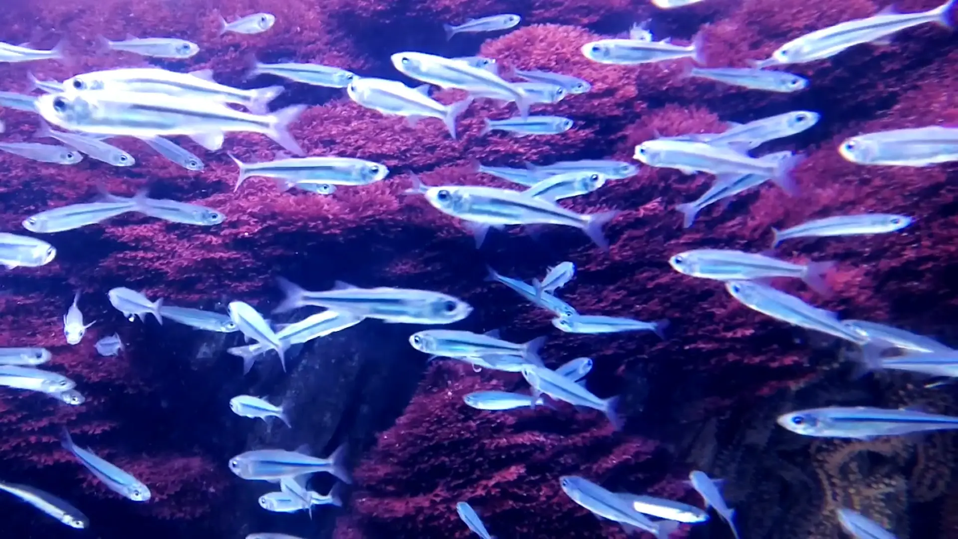 &Fotowelt - Fische